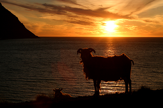 Icelandic sumer night