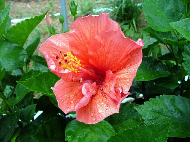 A Florida Hibiscus