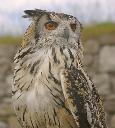 eagle owl