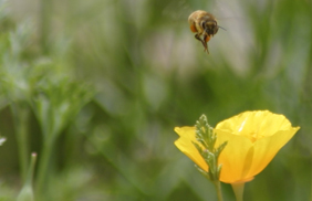 FLight of the Bumblebee