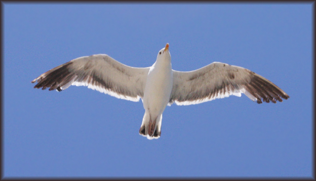 Summer Flight