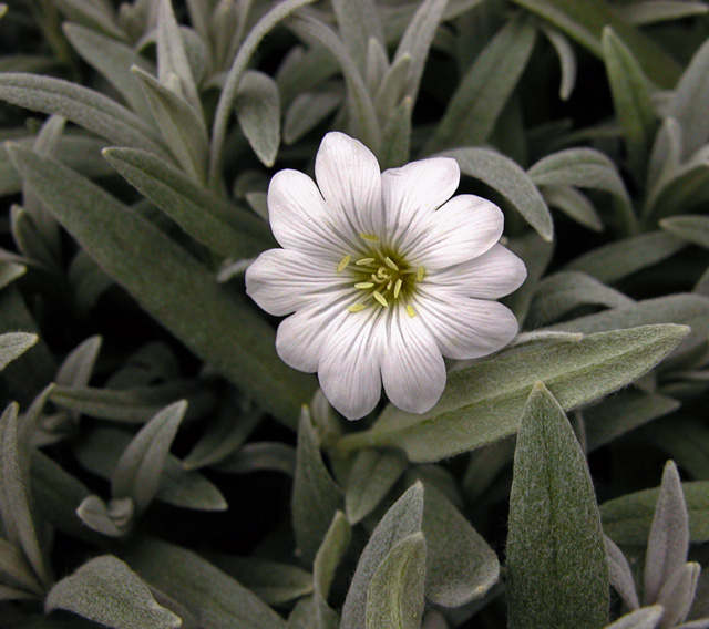 Lonely White Flower