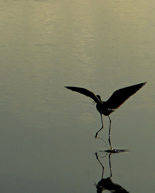 Water Dance