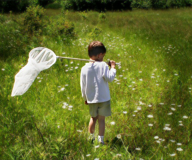 Butterfly Hunt