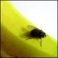 Ever see a banana fly?