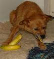 Banana!!...I thought you said Bone!!