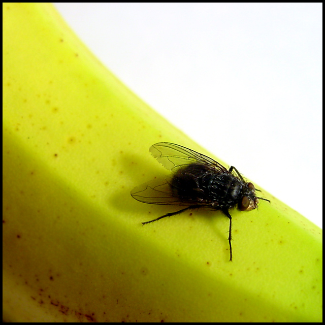 Ever see a banana fly?
