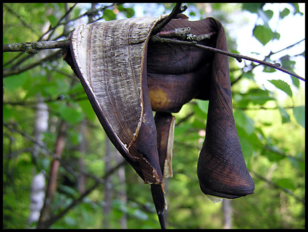 A Banana Tree (Found In The Woods)