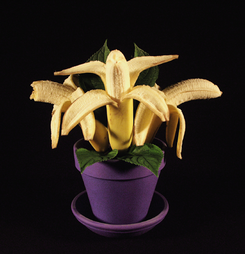 Mmmmmm...Banana Plant