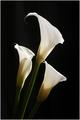 Calla Lilies