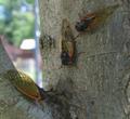 3 Cicadas