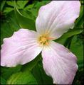 Late May Trillium