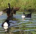 three ducks-a-swimming