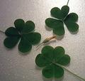Theee leaf Clovers