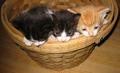 Three Little Kittens