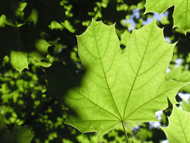 3 pointed Maple Leaf