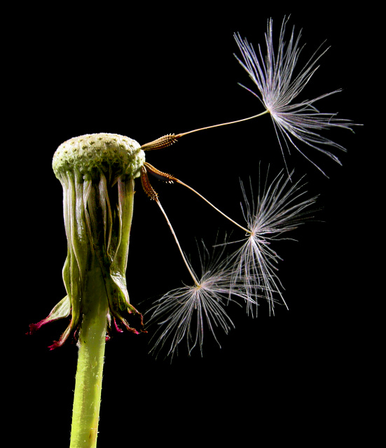 Dandelion with Seeds