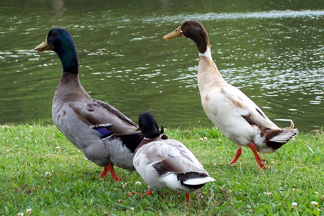 Waddling Trio