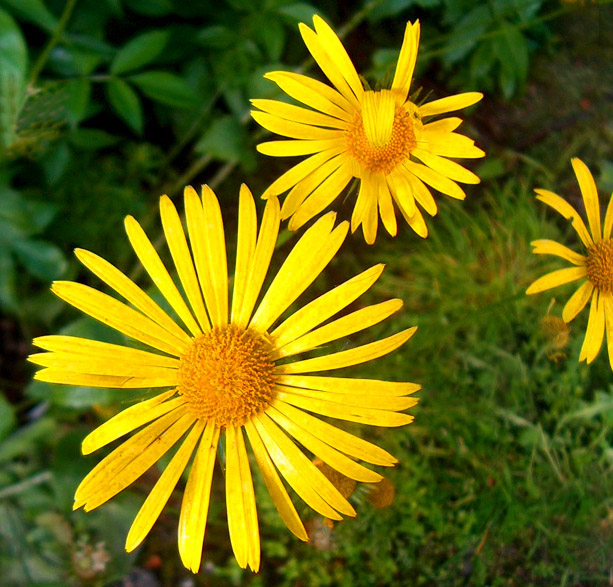 3 Flowers: Happy, Sad and Shy