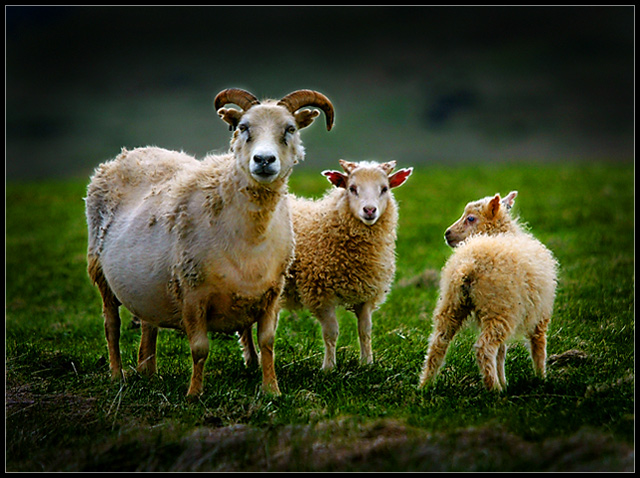 Family of three