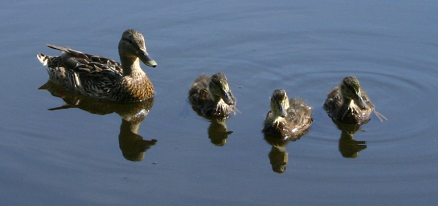 3 Ducklings