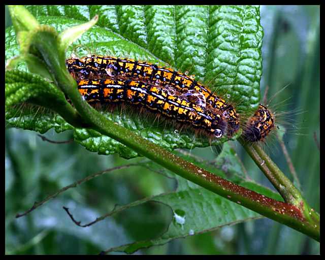 3 hungry catepillars