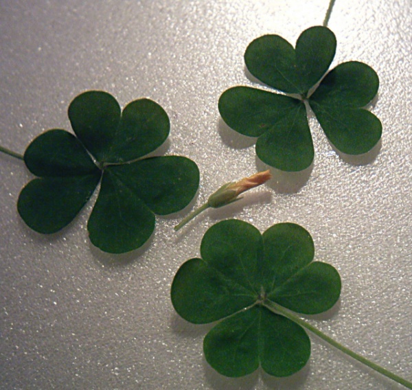 Theee leaf Clovers