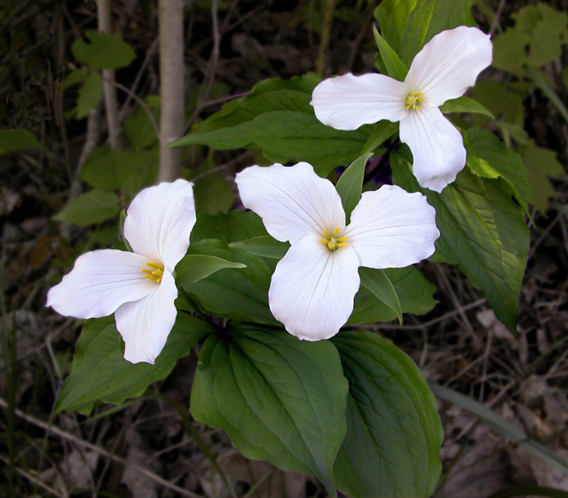 Trillium Trio