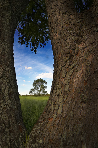 The Far Tree