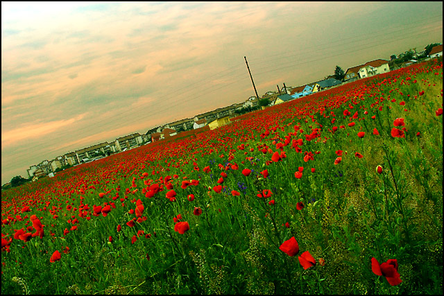 Fields On Fire