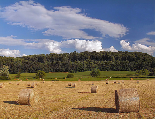 Harvest