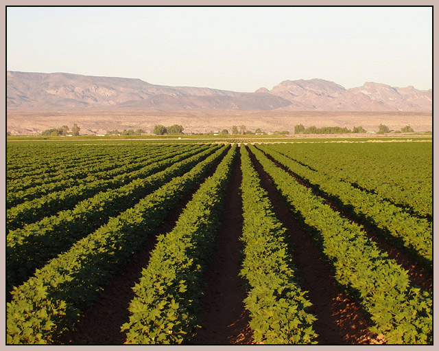 "Crop Rows"