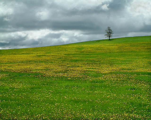 Field in Bloom with Tree