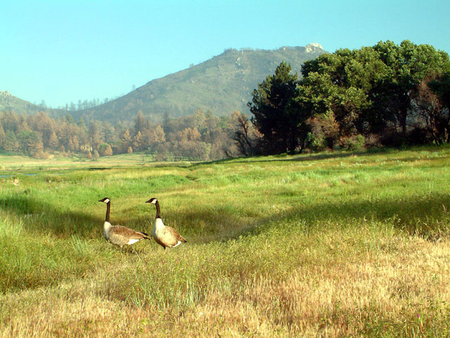 Happy Geese come from California