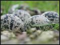 Waiting For The Hatch