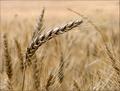 Waiting for Summer Harvest