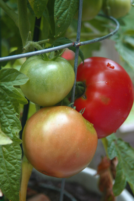 fruits of the vine