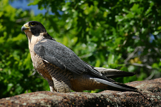 Peregrine falcon waiting for a sparrow to fly over for lunch.