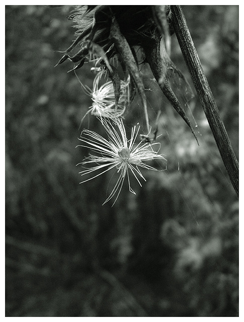 When The Wind Blows