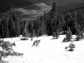 Coyote Running