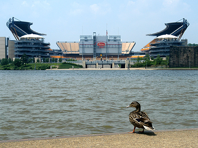 Shall I Swim or Fly to the Game?