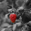 First Raspberry of the Season