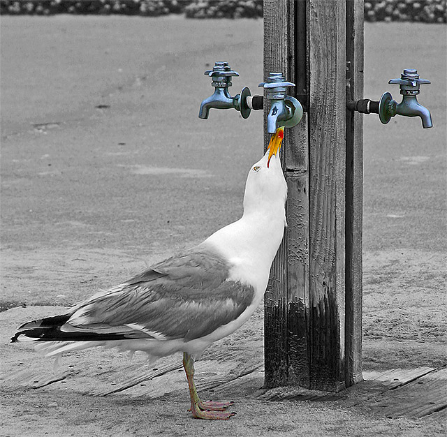 Parched