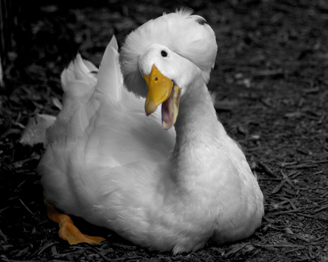 Do you like my hair do?