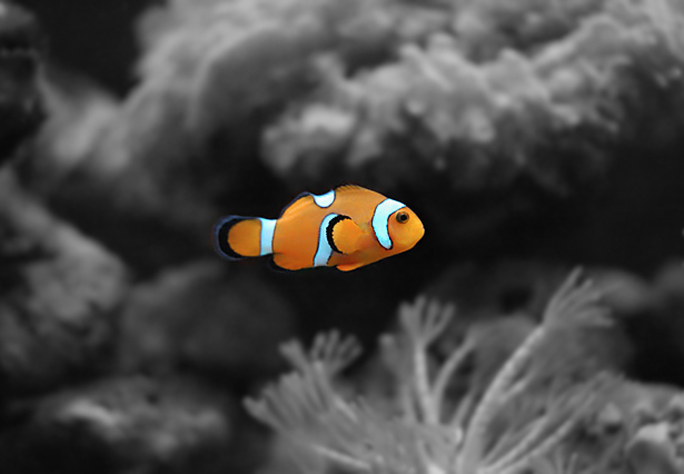 Incognito in a world of colour