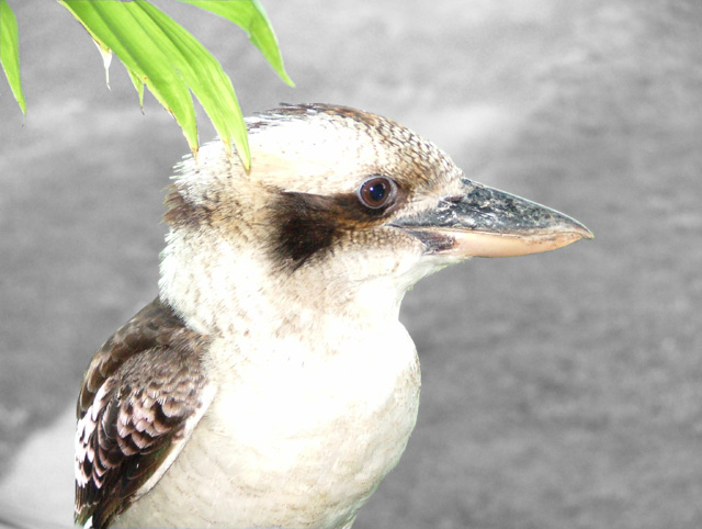 Kookaburra