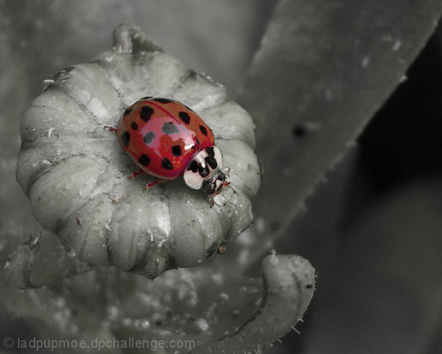 . . . Ladybug