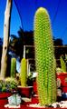 new species cacti erectus