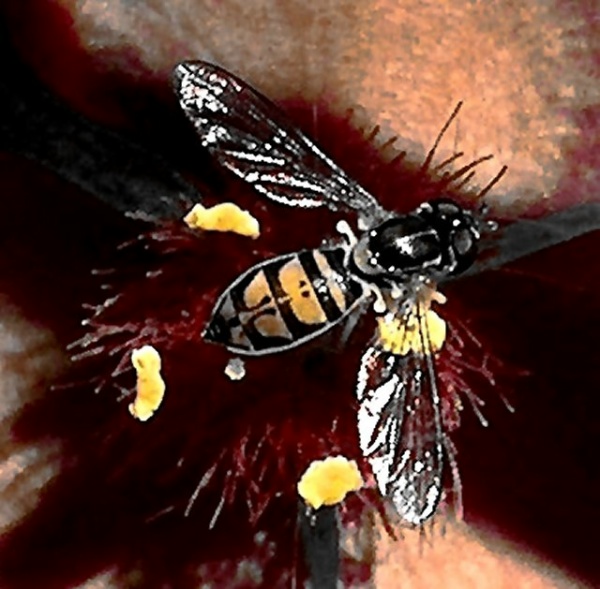 Revolutionary Discovery - TYPE OF BEE THAT CURES AIDS