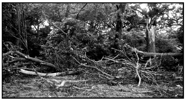 High Winds Take Their Toll on Some of Ft. Worth's Parks